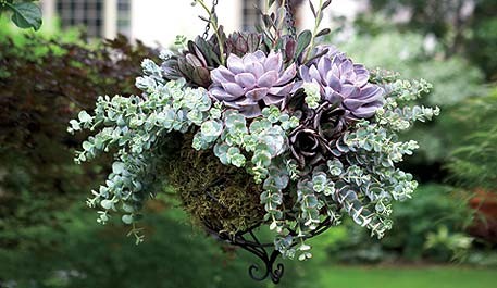 Best plants for hanging baskets Ideas with Images