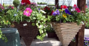 ready made hanging baskets ideas
