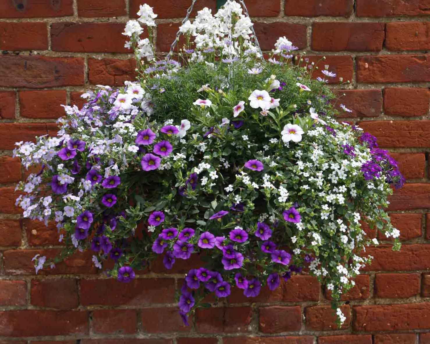 Best Plants For Hanging Baskets Ideas With Images   Blueberry Hanging Basket Grown By Green Pastures 