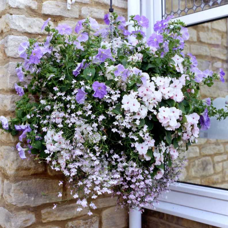 Best Plants For Hanging Baskets Ideas With Images