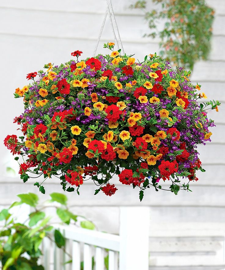 Best plants for hanging baskets Ideas with Images