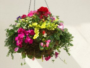 Best plants for hanging baskets Ideas with Images