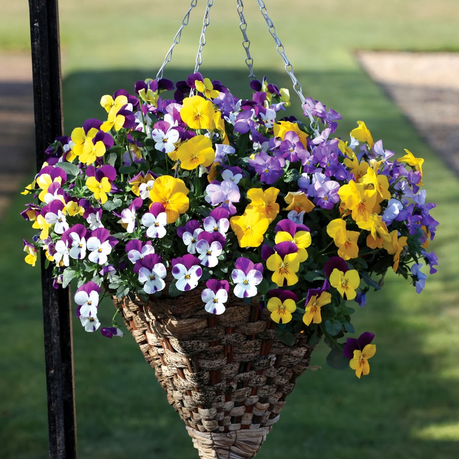 Best Plants For Hanging Baskets Ideas With Images   Best Pansies 6 