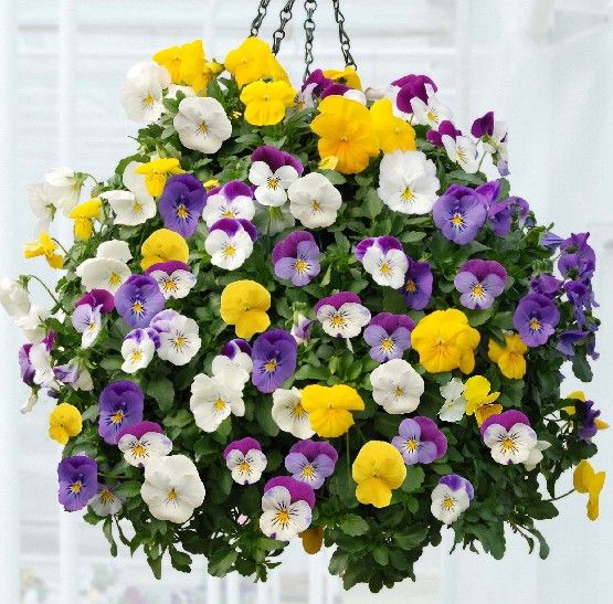 best plants for hanging baskets