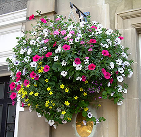 Best plants for hanging baskets Ideas with Images