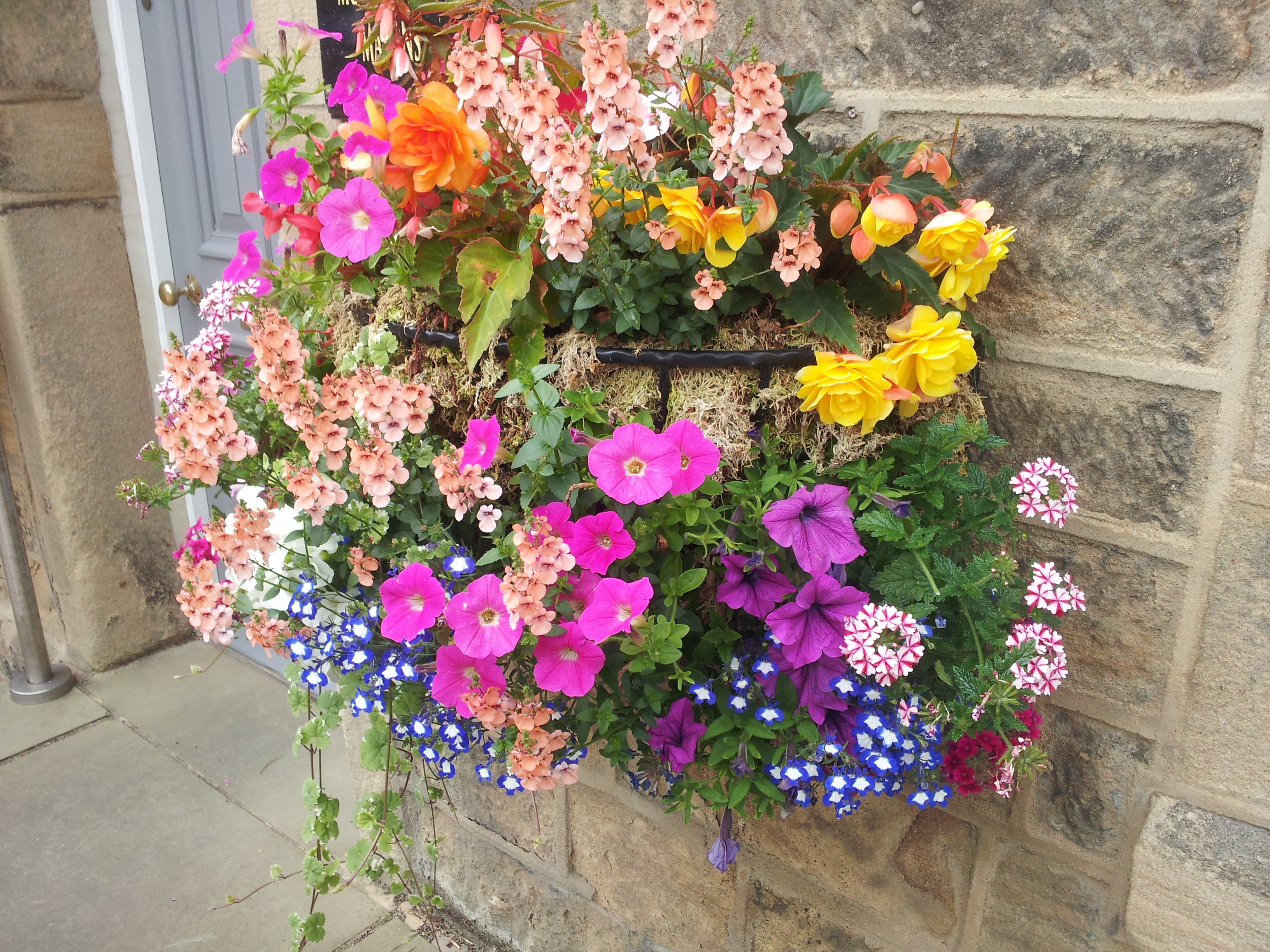 What Flowers To Use In Hanging Baskets at davidtcoopero blog