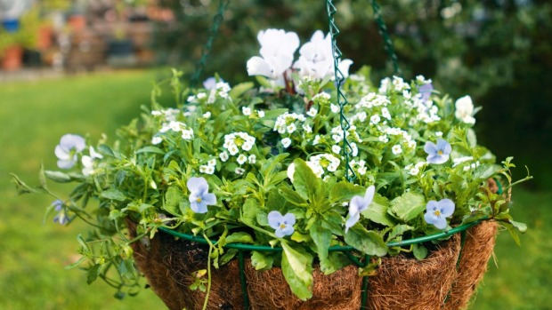 plants for hanging baskets that hang over the basket