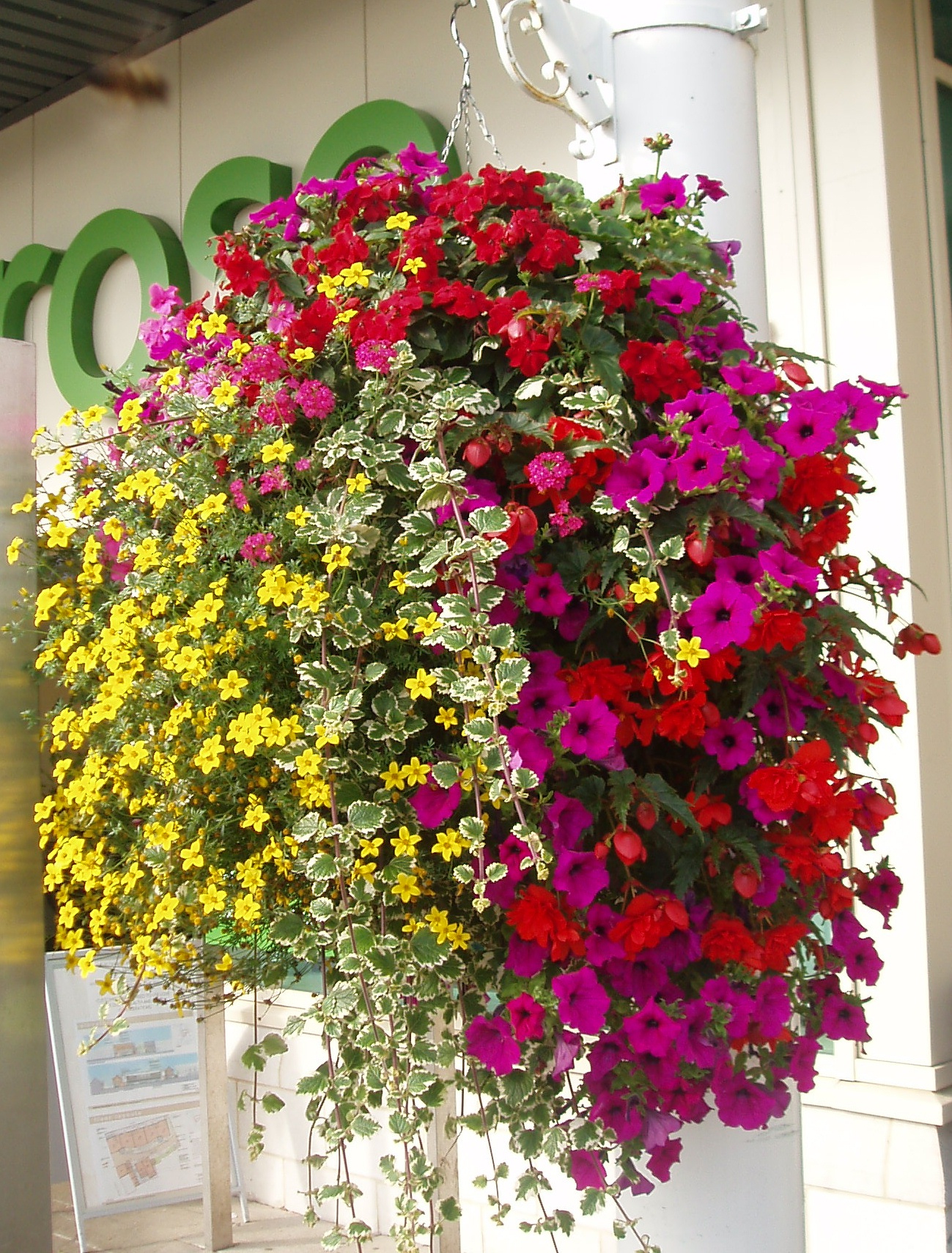 Shade Hanging Basket Trailing Plants