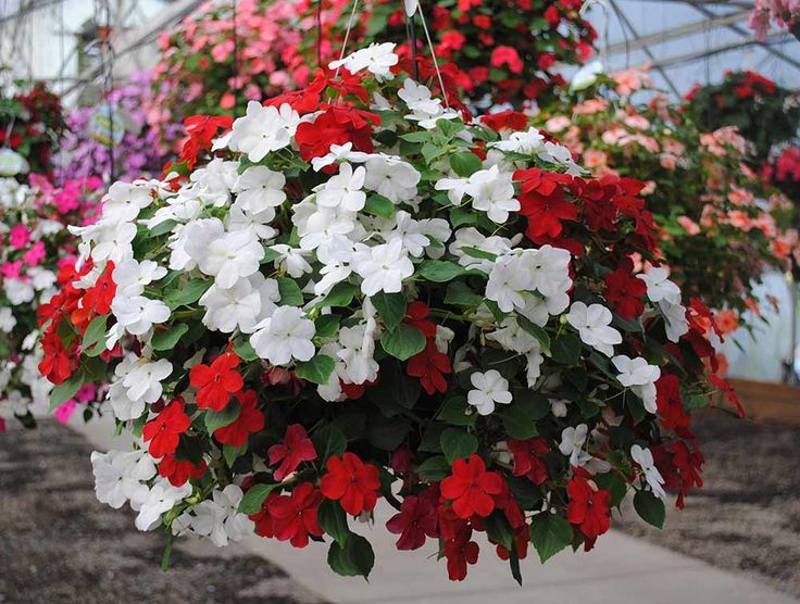 Best plants for Hanging Baskets Ideas with Images
