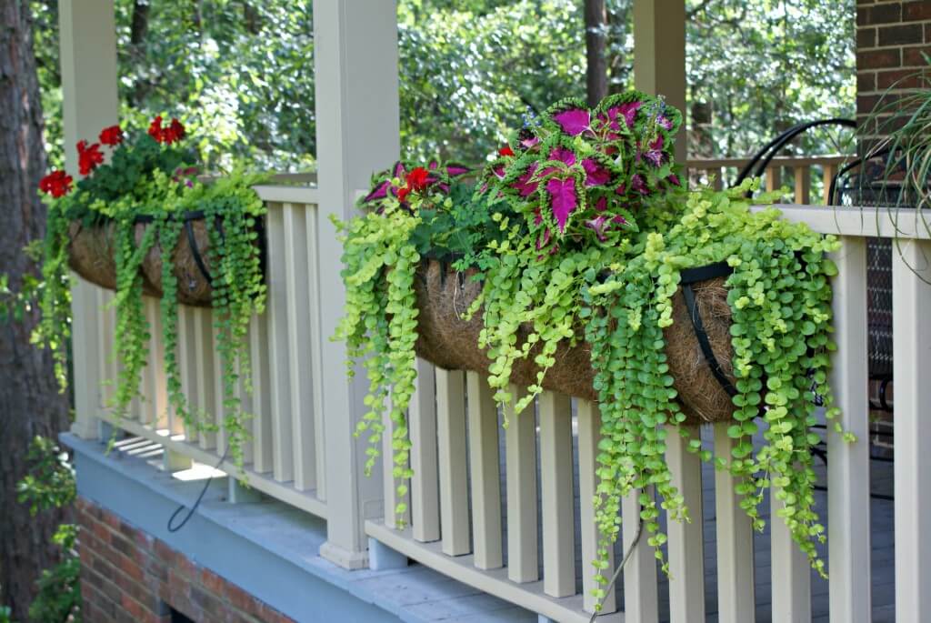 Wall Mounted Plant Pots Holders