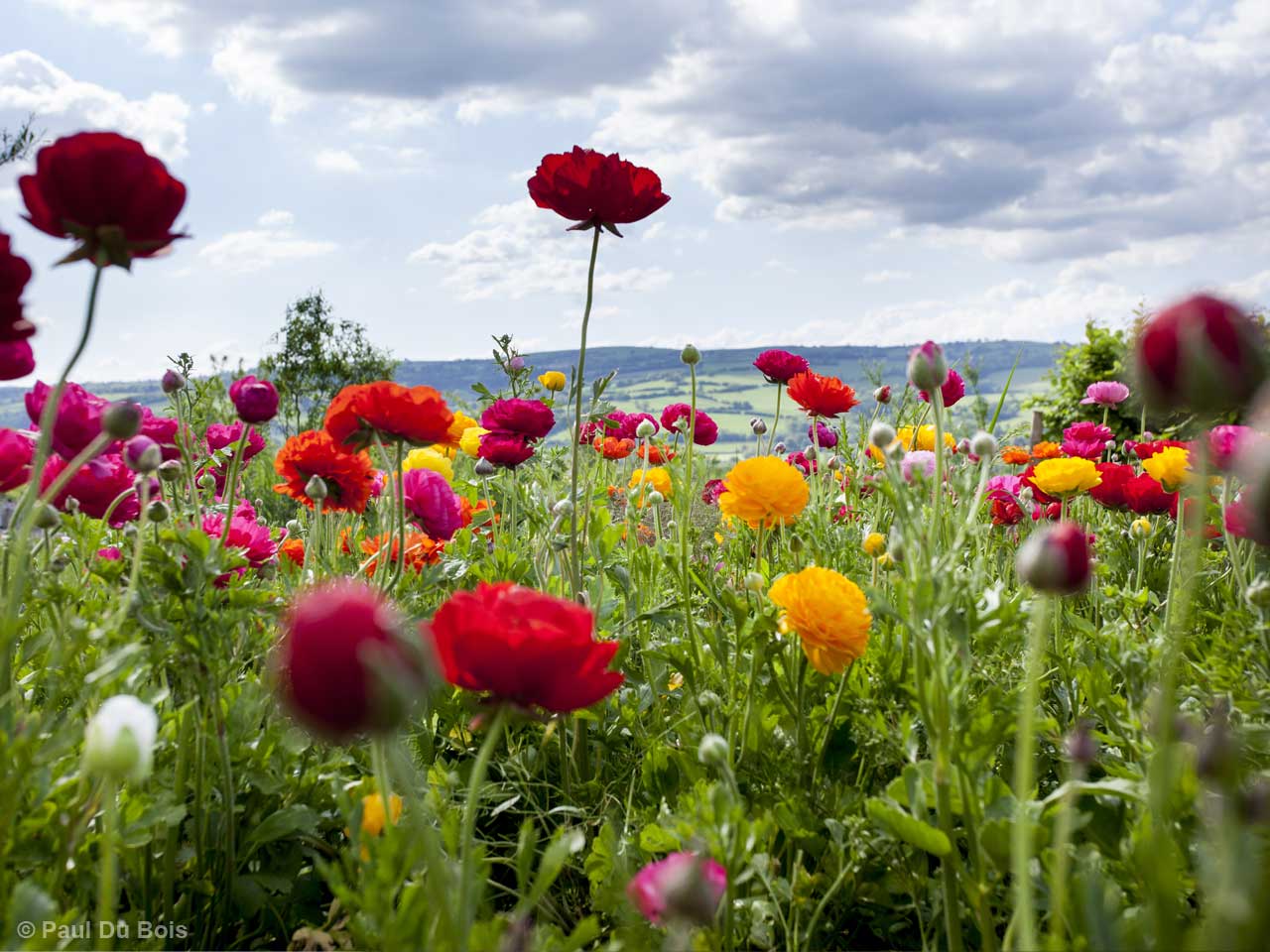 beautiful flower garden