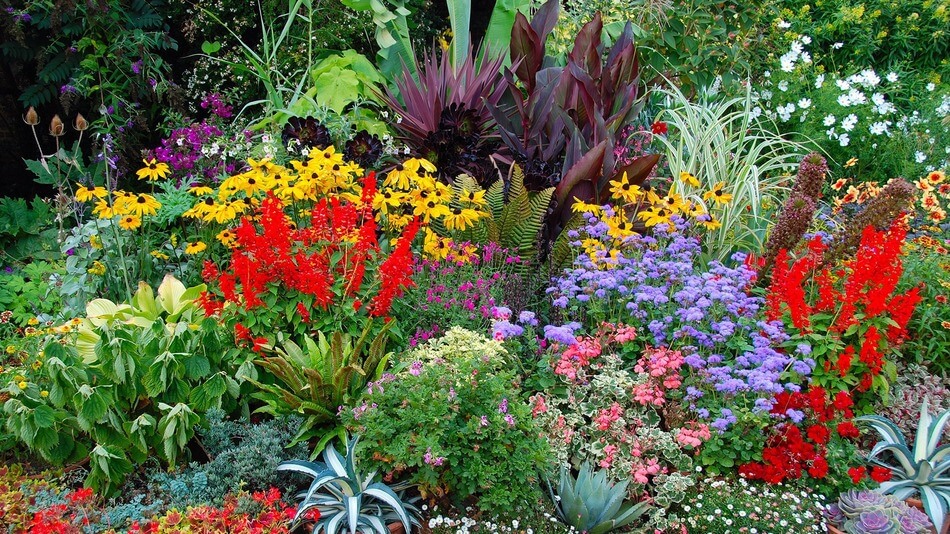 beautiful garden flowers