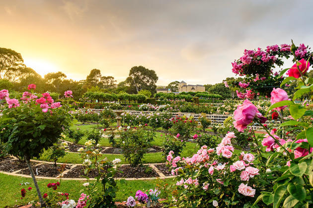 centennial-park-roses