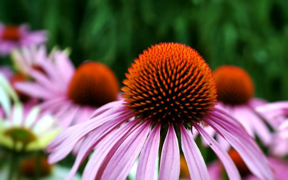 cotswold garden flowers