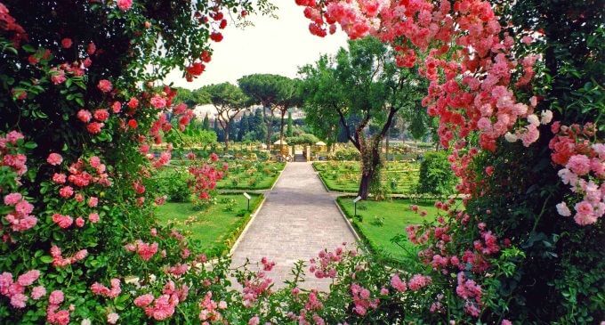 david austin rose garden