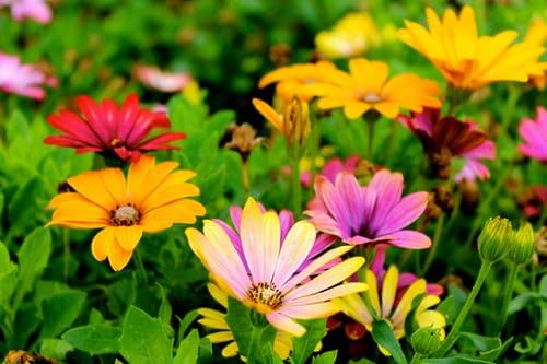 garden flowers