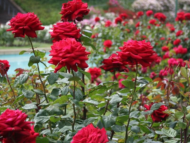 garden rose arch