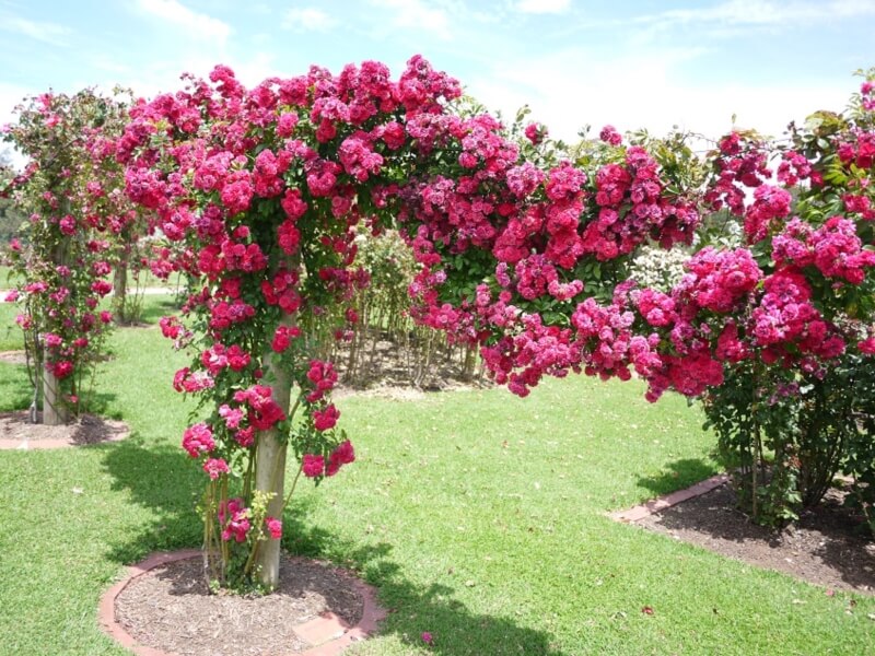 garden roses for sale near me