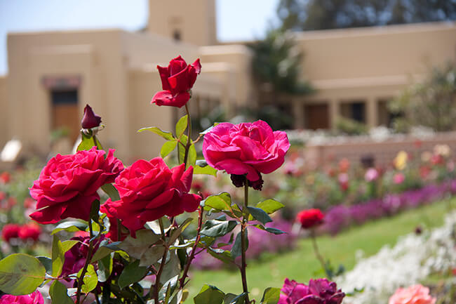 garden roses