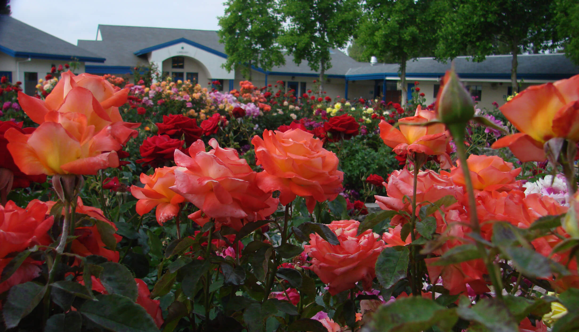 gardens of the rose