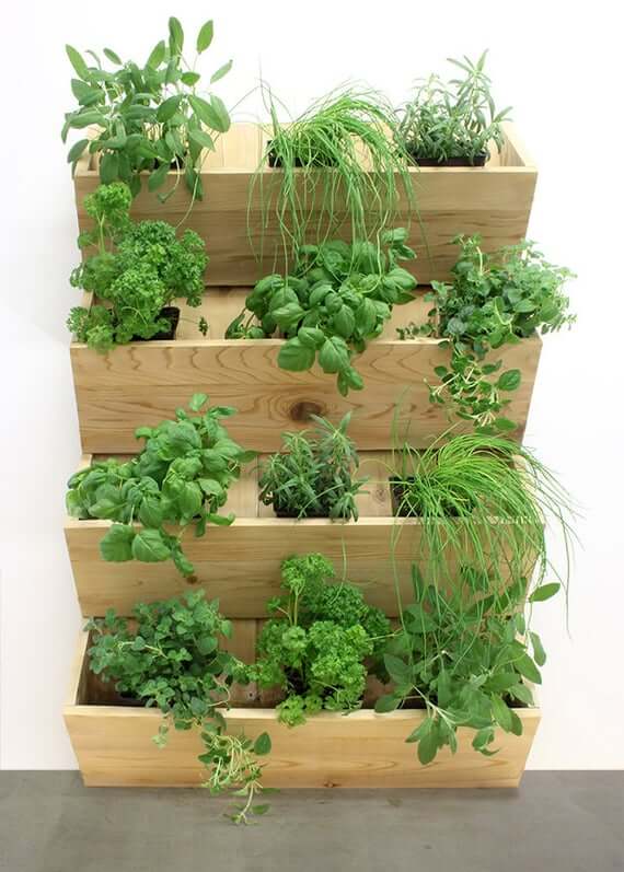 herb garden kit
