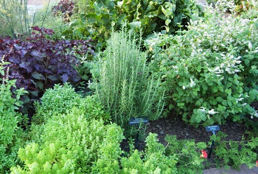 herbs garden design ideas