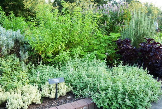 herbs plants