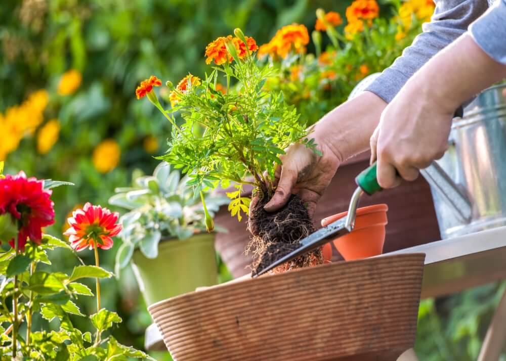 home-gardening