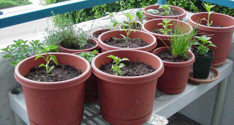 indoor herb garden