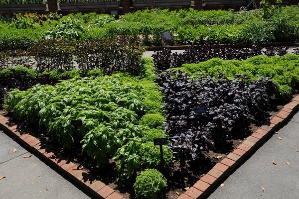 kitchen herb garden