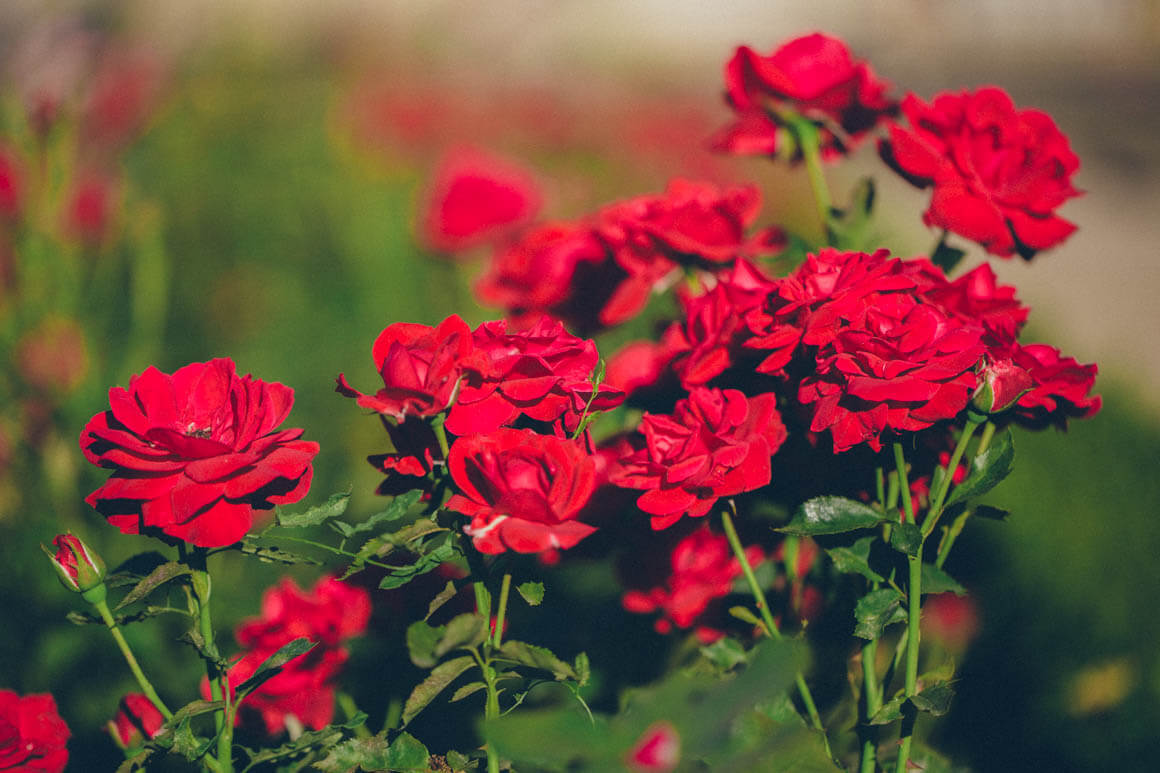 lynn anderson rose garden