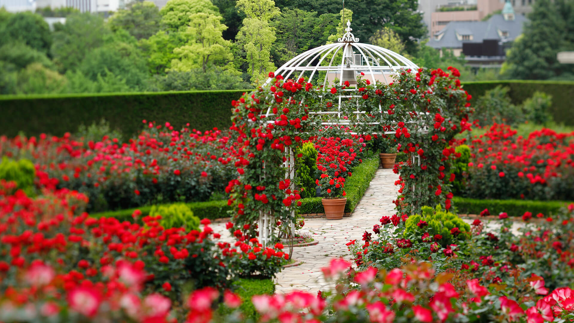 mottisfont rose garden