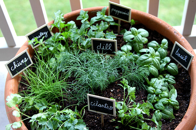 one-pot-garden