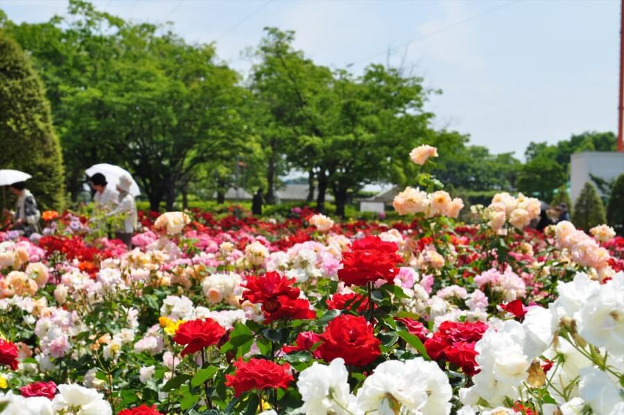 queen mary's rose garden