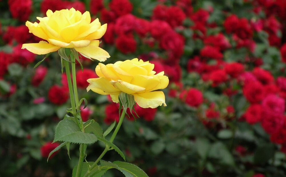 regents park rose garden