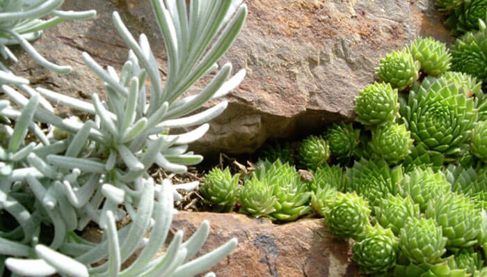 rock garden design ideas UK