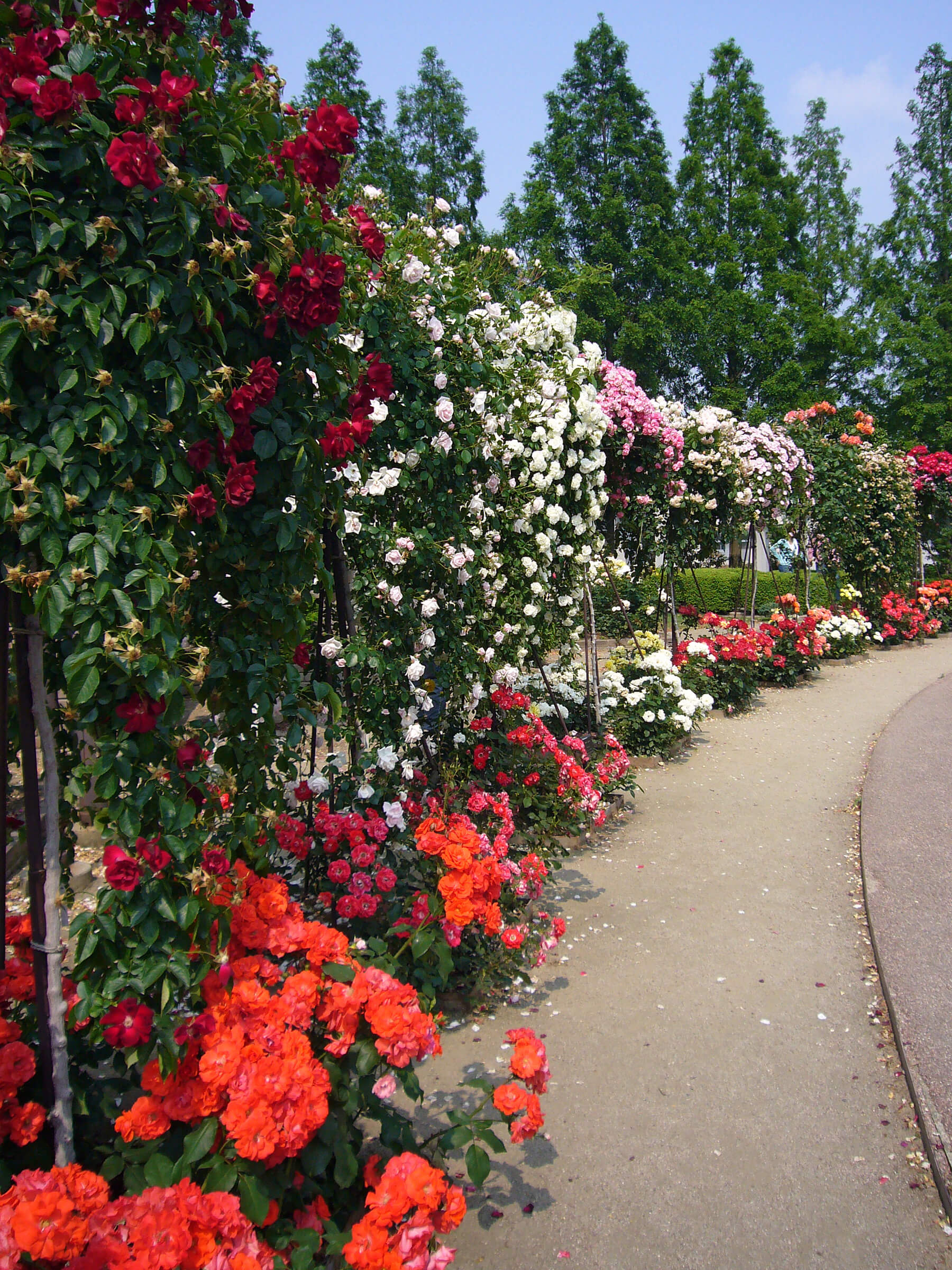 rose garden center