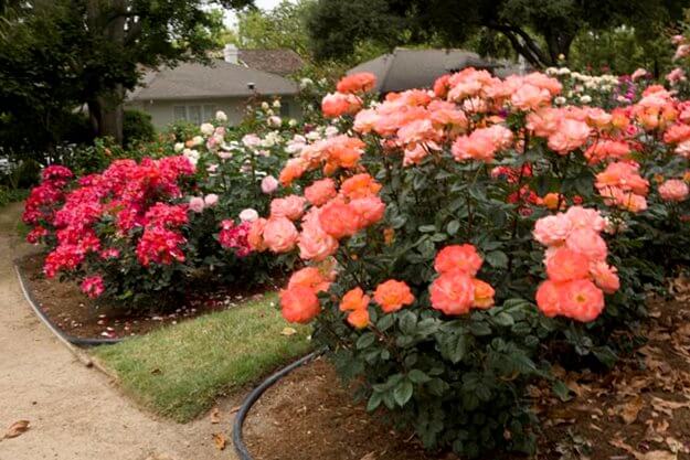 rose-garden-growing-roses-weeks-roses