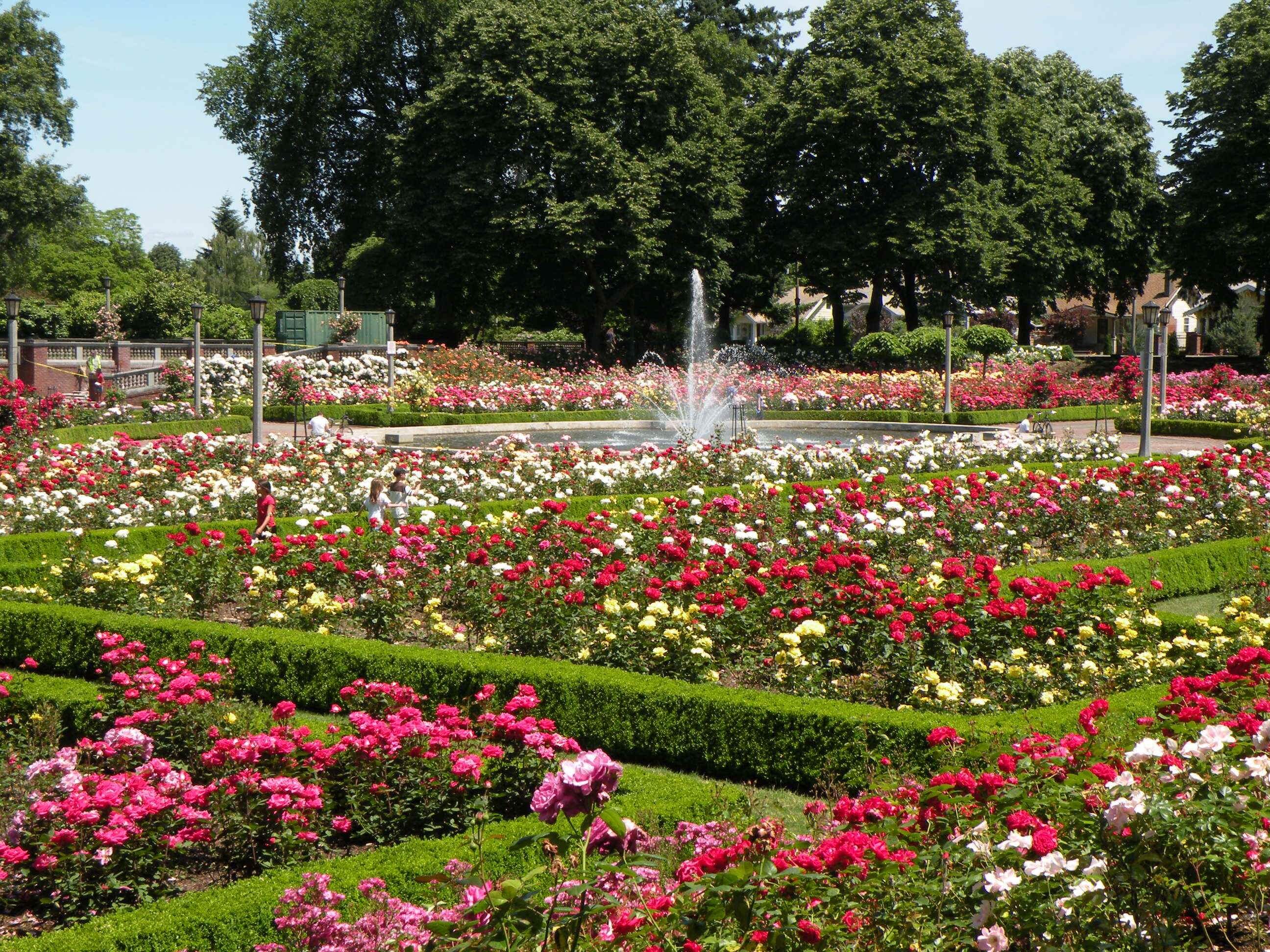 rose garden hyde park