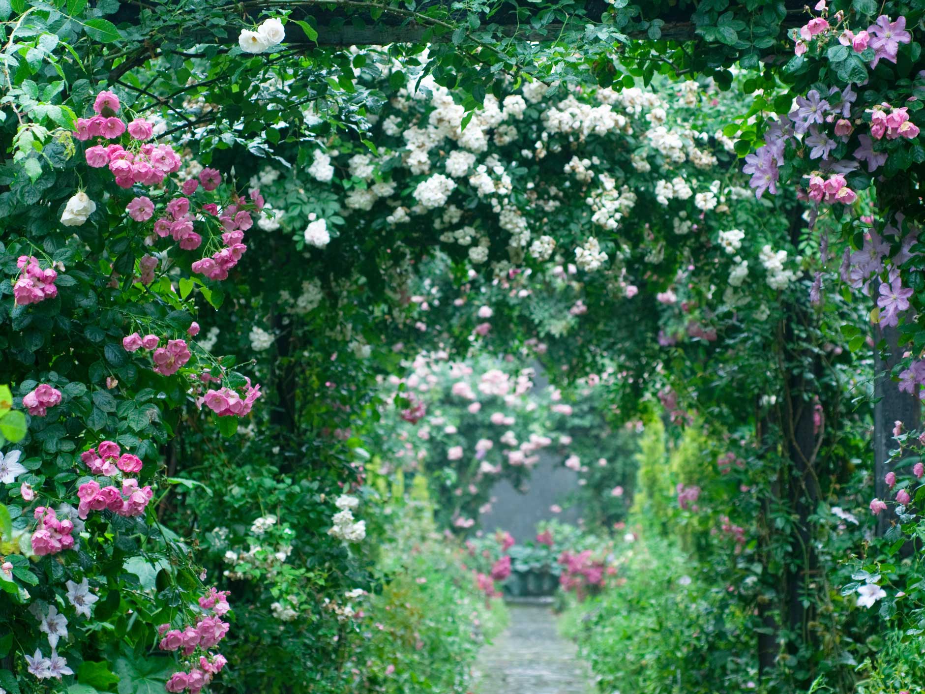 rose-garden ideas