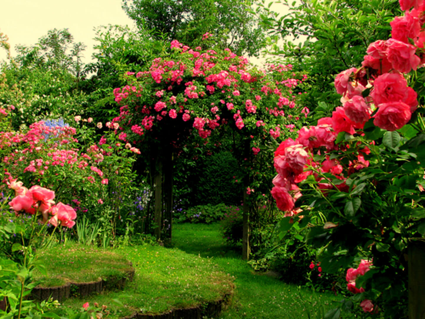 rose-garden