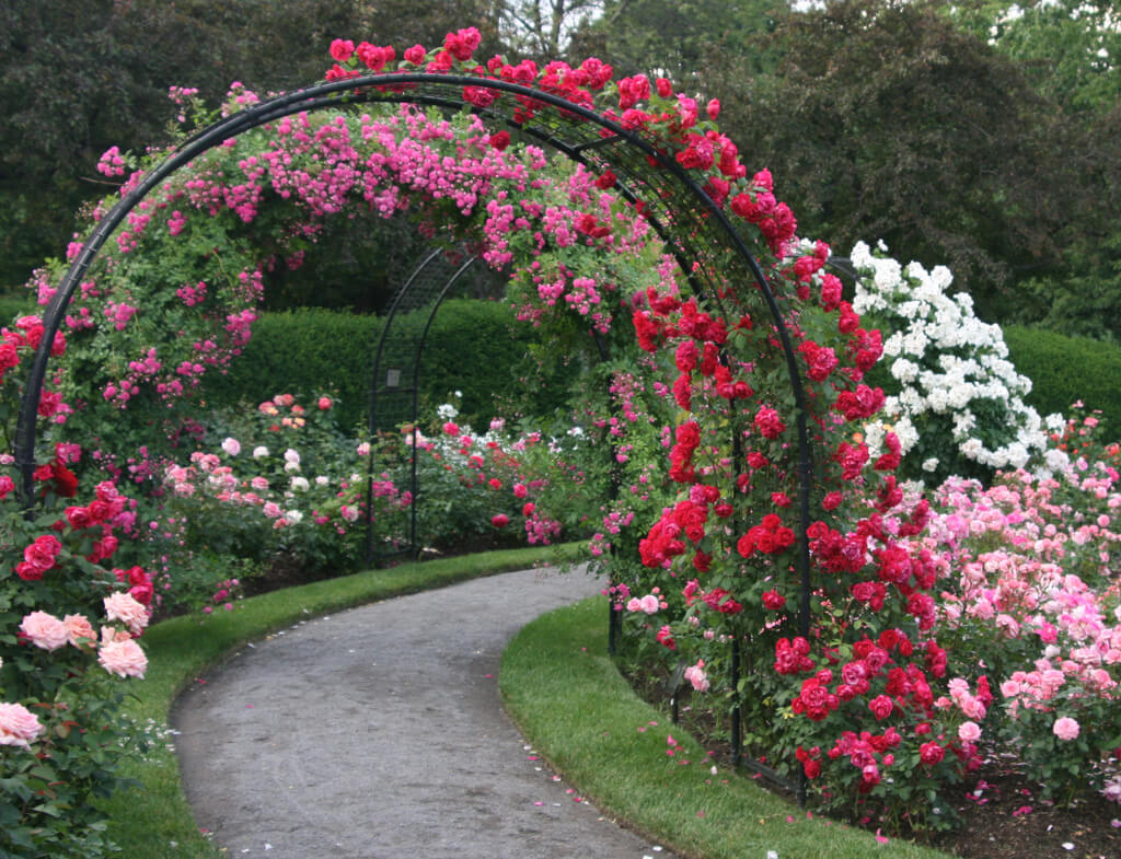 rose_garden_design_ideas