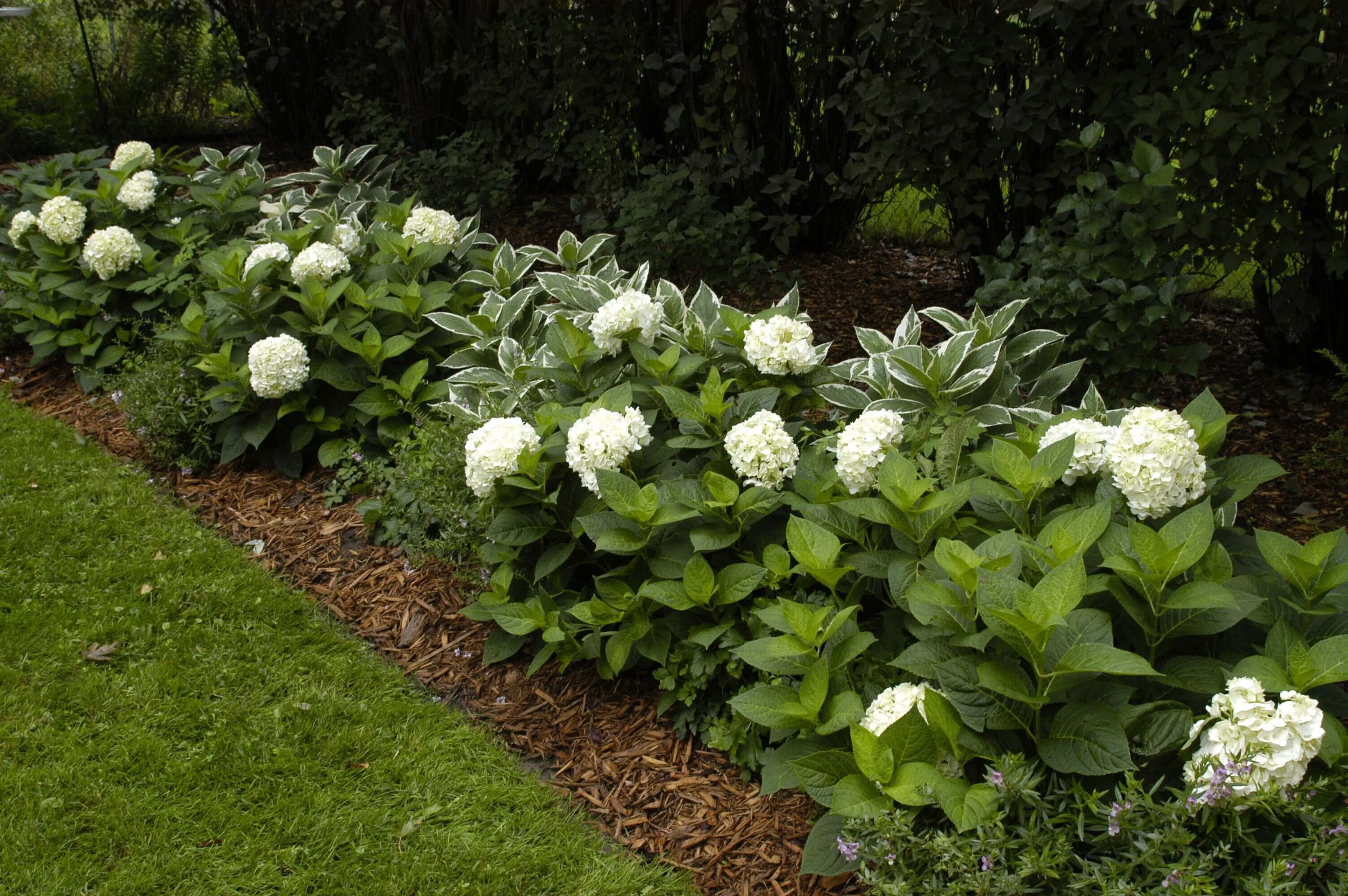 shade garden design ideas