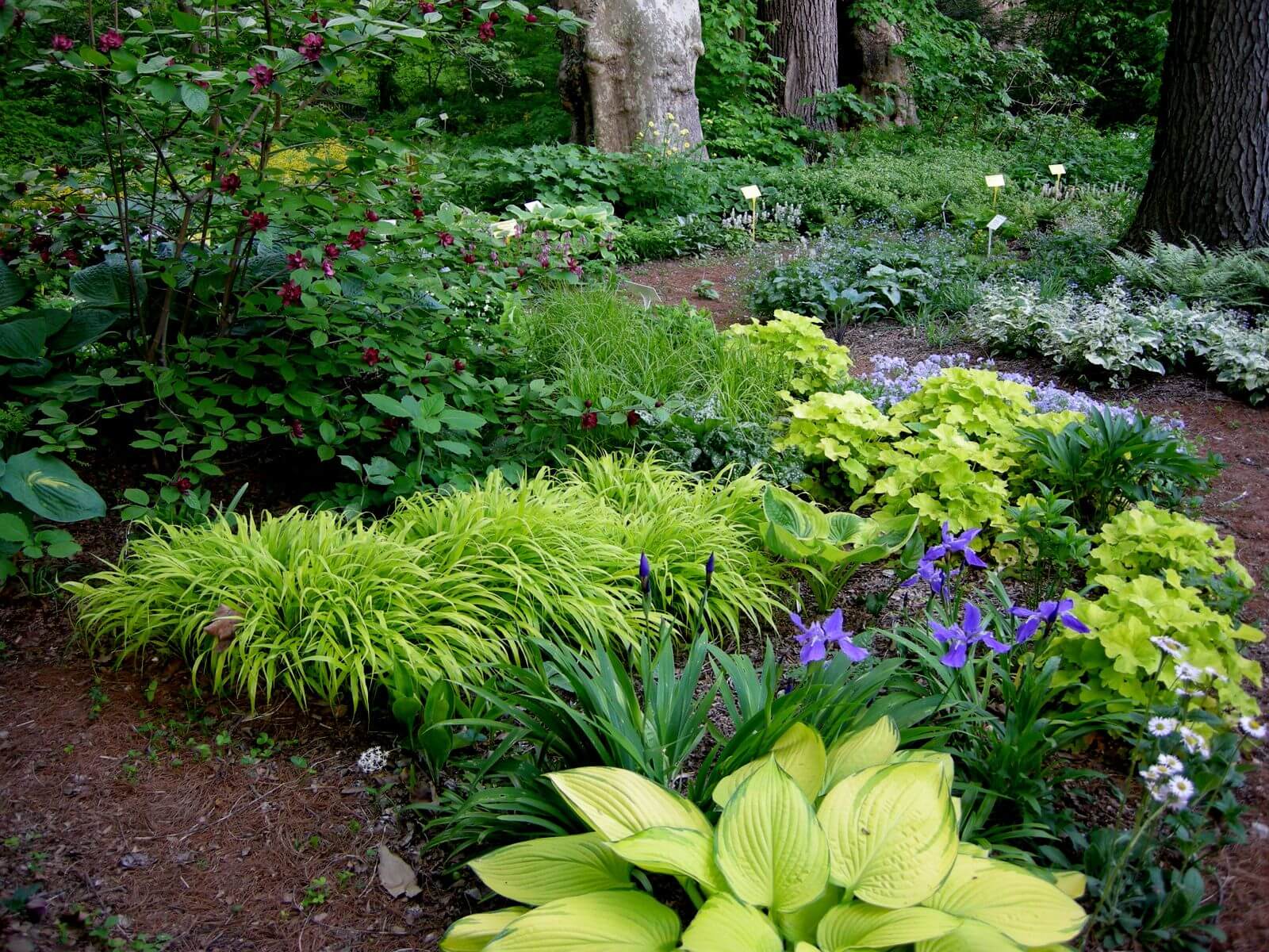 shade garden ideas