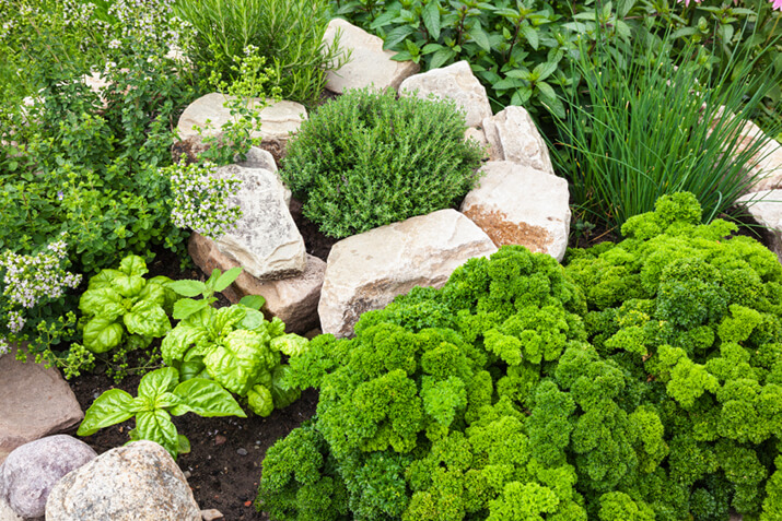 the herb garden