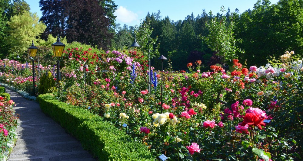 trump rose garden