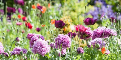 types-of-flowers