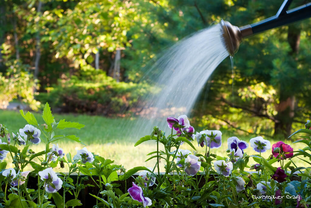 watering