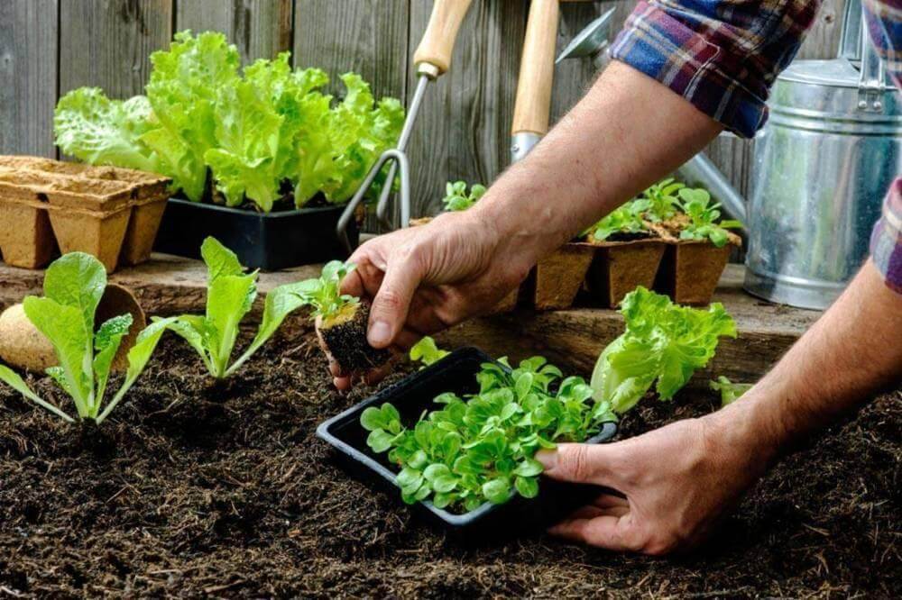 windowsill herb garden